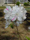 Flowers Azaleas 2.JPG (40600 bytes)
