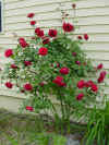 rosebush.JPG (40144 bytes)