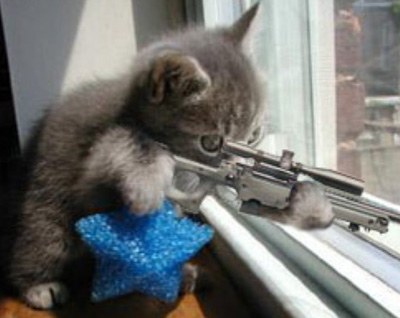 [Bild: Cat_sniper.jpg]