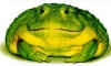 Toady frog.jpg (22323 bytes)