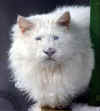lioncat.jpg.jpg (16834 bytes)