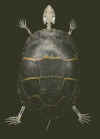 Eastern painted turtle dorsal.jpg (52330 bytes)