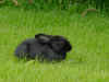 bunny.JPG (38589 bytes)