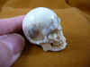 skull-3 (1).JPG (147468 bytes)