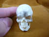 skull-3 (2).JPG (148440 bytes)