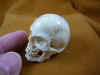 skull-4 (1).JPG (149085 bytes)