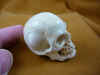 skull-4 (3).JPG (145789 bytes)