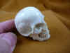 skull-5 (1).JPG (145846 bytes)