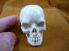 skull-5 (2).JPG (149120 bytes)