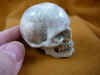 skull-6 (1).JPG (142979 bytes)