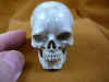 skull-6 (2).JPG (139026 bytes)