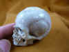 skull-6 (3).JPG (151103 bytes)