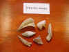Ocean Lakes fish gill bones.JPG (37703 bytes)