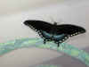 spicebushswallowtail.JPG (60611 bytes)