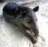tapirphotolink.jpg (18173 bytes)
