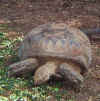 tortoise leg spurs 2.jpg (76452 bytes)