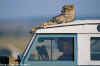 Animal cheetah on car.jpg.jpg (47863 bytes)