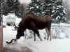 Animal moose smells cat.jpg.jpg (54929 bytes)