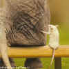 Animal mouse and elephant.jpg (51075 bytes)