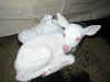 TX albino deer2.jpg (55312 bytes)