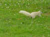 Brevard white squirrel 1.JPG (38226 bytes)
