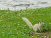 Brevard white squirrel 2.JPG (38335 bytes)