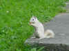 Brevard white squirrel 3.JPG (37876 bytes)