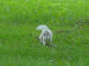 Brevard white squirrel 5.JPG (38424 bytes)