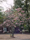Conway tree 4 Magnolia.JPG (39974 bytes)