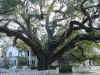 Conway tree 5.JPG (40015 bytes)