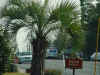 Conway tree 6 heart palm.JPG (38435 bytes)