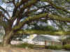 Conway tree 7-house swing.JPG (40327 bytes)