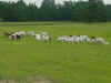 Goat herd.JPG (37595 bytes)