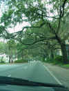 Savannah live oaks.JPG (39983 bytes)