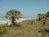 Venice Beach and shore.JPG (38567 bytes)