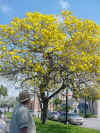 Venice yellow tree.JPG (39036 bytes)