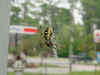 Yellow garden spider.JPG (37206 bytes)