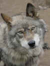 alaska-wolf-gray.JPG (38350 bytes)
