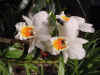 dc orchids 13.JPG (37807 bytes)