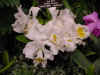 dc orchids 14.JPG (37675 bytes)