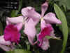dc orchids 15.JPG (36855 bytes)