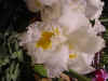 dc orchids 16.JPG (37584 bytes)