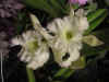 dc orchids 17.JPG (37179 bytes)