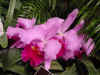 dc orchids 18.JPG (37394 bytes)