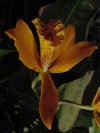 dc orchids 19.JPG (37700 bytes)
