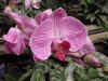 dc orchids 1.JPG (37596 bytes)