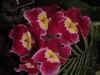 dc orchids 20.JPG (37741 bytes)