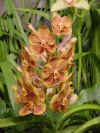 dc orchids 22.JPG (38502 bytes)