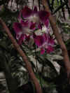 dc orchids 24.JPG (37994 bytes)
