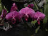 dc orchids 25.JPG (37110 bytes)